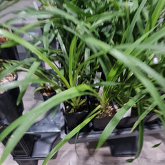 Cymbidium (Dural Flame X Dural Dream) 'Gina' x Cym. Spring Flame 'Blushing'