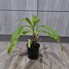 Flowering Size Chysis limminghei (RARE SPECIES)