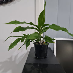 Chysis Delores Garcia (Bractescens x aurea)