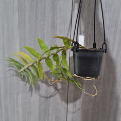 Dendrobium Chrysanthum (Fragrant Species)