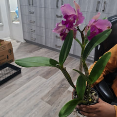 Cattleya Ann- Marie Hudson x Cattleya Penny Kuroda 'Southern Cross (4N)'