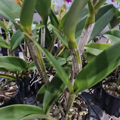 Cattleya Ann- Marie Hudson x Cattleya Penny Kuroda 'Southern Cross (4N)'