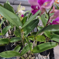 Cattleya Ann- Marie Hudson x Cattleya Penny Kuroda 'Southern Cross (4N)'