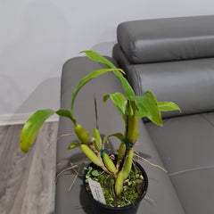 Coel. Ovalis x Coel. Assamica