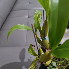 Coel. Ovalis x Coel. Assamica