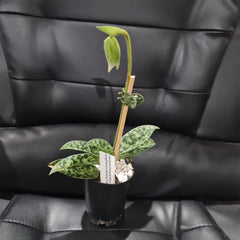 (IN FLOWER BUD) Paphiopedilum (Hsinying Emma x Hsinying Citron) x Hsinying Foam