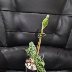 (IN FLOWER BUD) Paphiopedilum (Hsinying Emma x Hsinying Citron) x Hsinying Foam