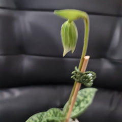 (IN FLOWER BUD) Paphiopedilum (Hsinying Emma x Hsinying Citron) x Hsinying Foam