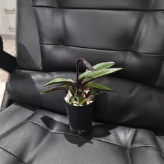 (IN FLOWER BUD) Paphiopedilum Hsinying love X Charlesworthii 'Bordeaux'