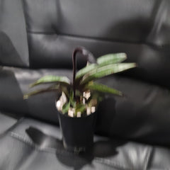 (IN FLOWER BUD) Paphiopedilum Hsinying love X Charlesworthii 'Bordeaux'