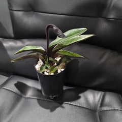 (IN FLOWER BUD) Paphiopedilum Hsinying love X Charlesworthii 'Bordeaux'