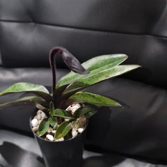 (IN FLOWER BUD) Paphiopedilum Hsinying love X Charlesworthii 'Bordeaux'