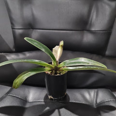 (IN FLOWER BUD)Paphiopedilum villosum