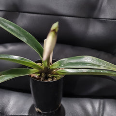 (IN FLOWER BUD)Paphiopedilum villosum