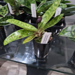 (IN FLOWER BUD) Paphiopedilum (Hung Sheng Bruno x Hsinying Web) x Venustrum