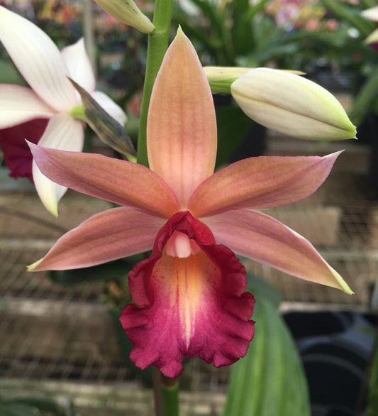 Phaius Lady Ramona Harris ‘Here’s Looking at You’