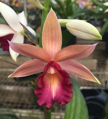 Phaius Lady Ramona Harris ‘Here’s Looking at You’