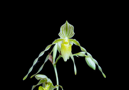 Paphiopedilum Pat Rowland X Paph. Philippinense Var. Album'2015'