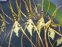 Brassia Memoria Fritz Boedeker X Brown's Sunrise 'Everglades'