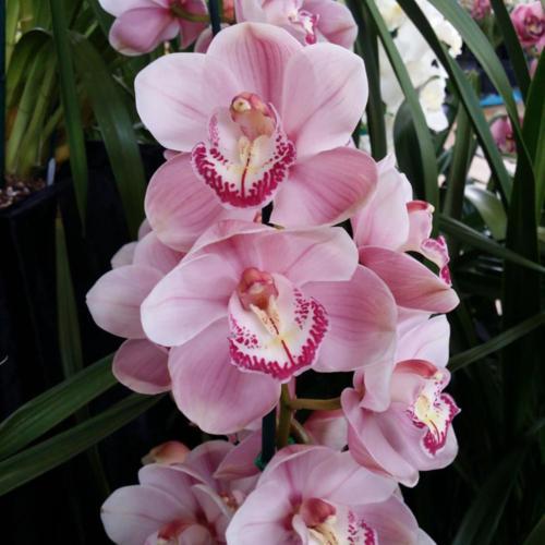 Cymbidium Bronze ldol 'Clare' x Cym. Dural Dream 'Picture'