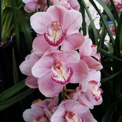 Cymbidium Bronze ldol 'Clare' x Cym. Dural Dream 'Picture'