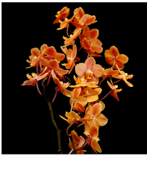 IN SPIKE! Vandaenopsis Jiaho's Orange (RARE Hybrid)