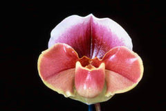 Paph Amanda 'Joyance' HCC/AOS x Paph (Hamana Heaven x Pandemonium) 'Explosive'