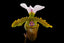 Paph. spiecerianum x Yi Ying Golden Slipper (Mature Healthy Size)