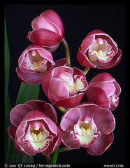 Cymbidium Lucky Gloria Fumunokami