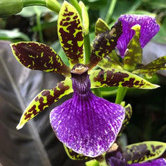 Zygopetalum Freestyle Meadows 'Mountain View' X Zygo Kiwi 'Aussie Stripes'