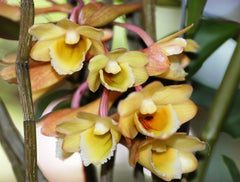 Species DENDROBIUM LAMPONGENSE