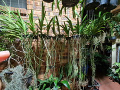 (Rare) Ascda. Kulwadee Fragrance X Ascda. Yip Sum Wah