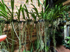 (Rare) Ascda. Kulwadee Fragrance X Ascda. Yip Sum Wah