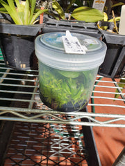 Orchid Flask (Spotted Cattleya- (C. Jungle Queen X C. Caudebec)