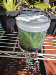 Orchid Flask (Spotted Cattleya- (C. Jungle Queen X C. Caudebec)