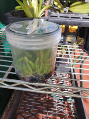 Orchid Flask (Spotted Cattleya- (C. Jungle Queen X C. Caudebec)