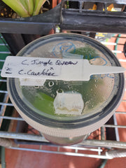 Orchid Flask (Spotted Cattleya- (C. Jungle Queen X C. Caudebec)