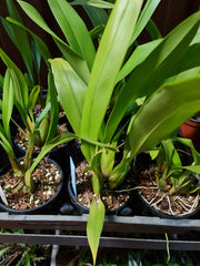 Brassia Memoria Fritz Boedeker X Brown's Sunrise 'Everglades'