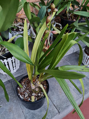 Cymbidium Vanessa Amorosi Elinor X Cym. Flamming Pepper Dural