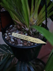 Cymbidium Erythraeum Paradise X Cym. Vanguard 'Mas Beauty' 2N +O