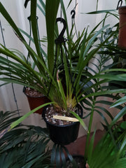 Cymbidium Erythraeum Paradise X Cym. Vanguard 'Mas Beauty' 2N +O