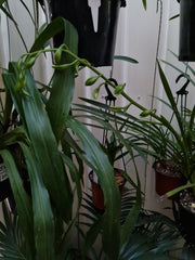 Cymbidium Erythraeum Paradise X Cym. Vanguard 'Mas Beauty' 2N +O