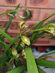 Cym. Erythraeum 'Paradise' X Cym. Death Wish 'Withering Glance'