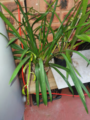 Cym. Erythraeum 'Paradise' X Cym. Death Wish 'Withering Glance'