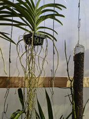 Ascda. Kulwadee FraganceNo.27 X Tristar Blue