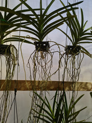 Ascda. Kulwadee FraganceNo.27 X Tristar Blue