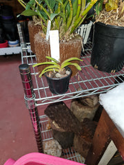 Fragrant Rhynchostylis Coelestis 'Blue'x Self