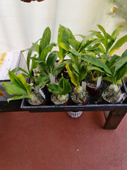 Ctsm. Portagee Star 'BLS' HCC/AOS X Ctsm. Chuck Taylor 'SVO'