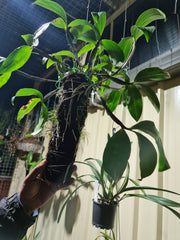 Fragrant Species Dendrobium Palpebrae