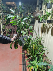 Fragrant Species Dendrobium Palpebrae